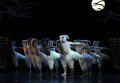 Jonathan Ollivier - The Swan and Swans